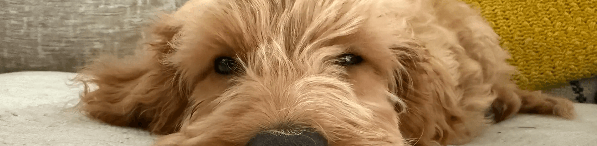 A dog laying down on a rug close to the camera