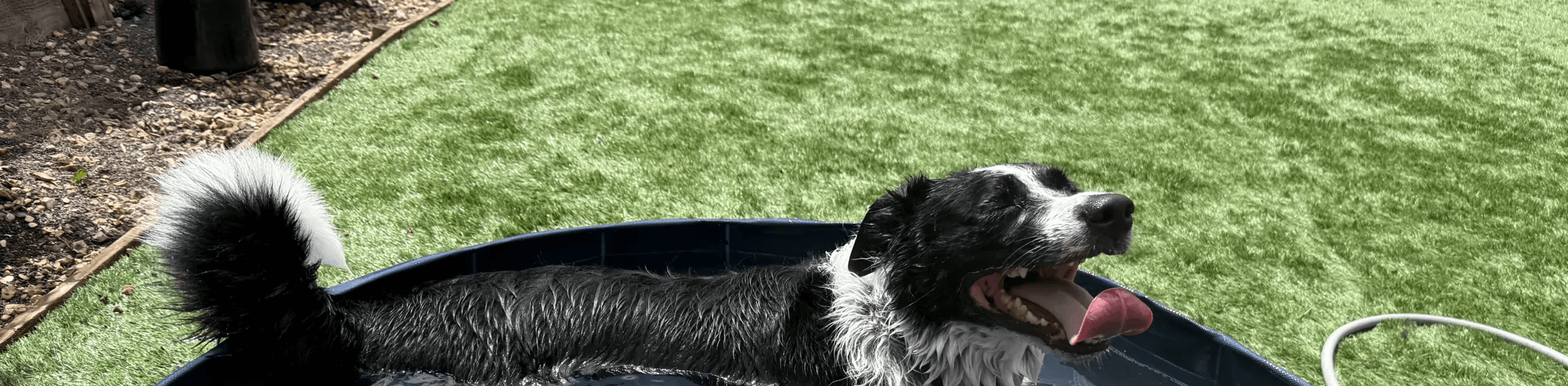 A dog enjoying time in the swimming pools