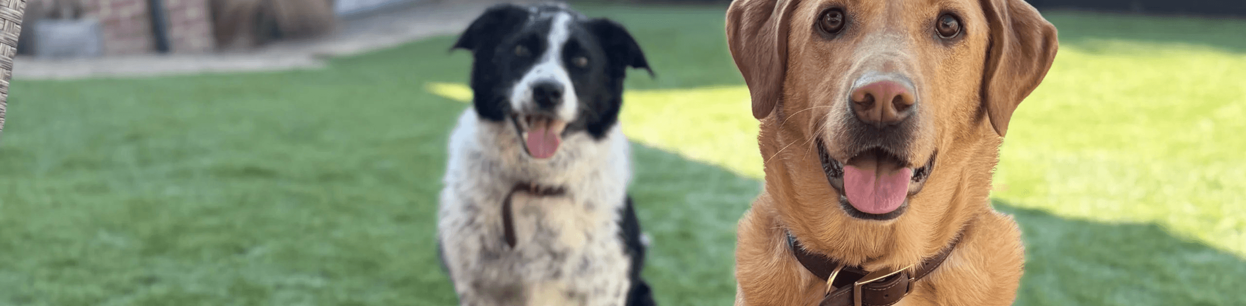 Two dogs looking at the camera, smiling