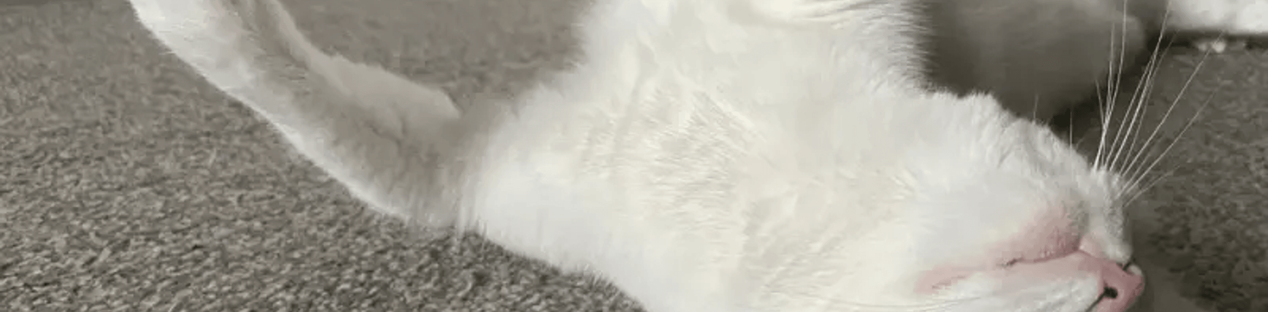 A cat rolling on the floor playing