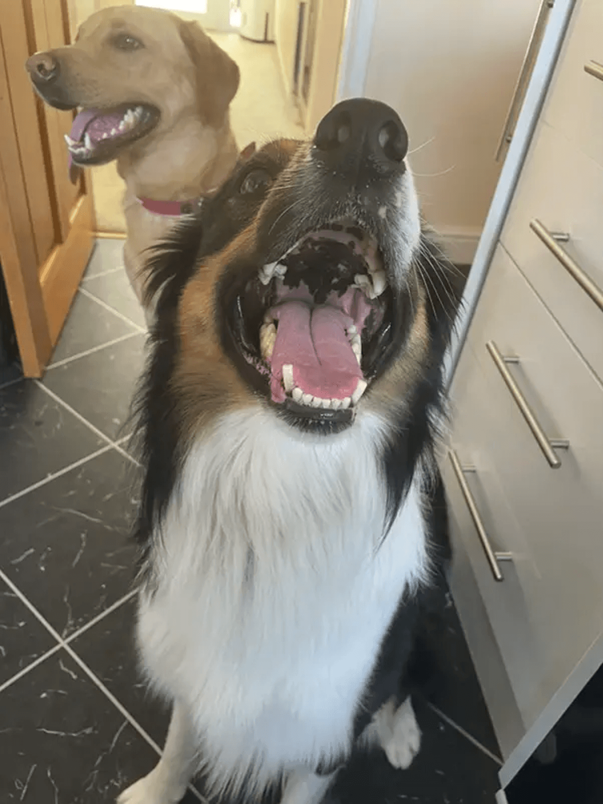 Two dogs sat in a kitchen smiling at the camera