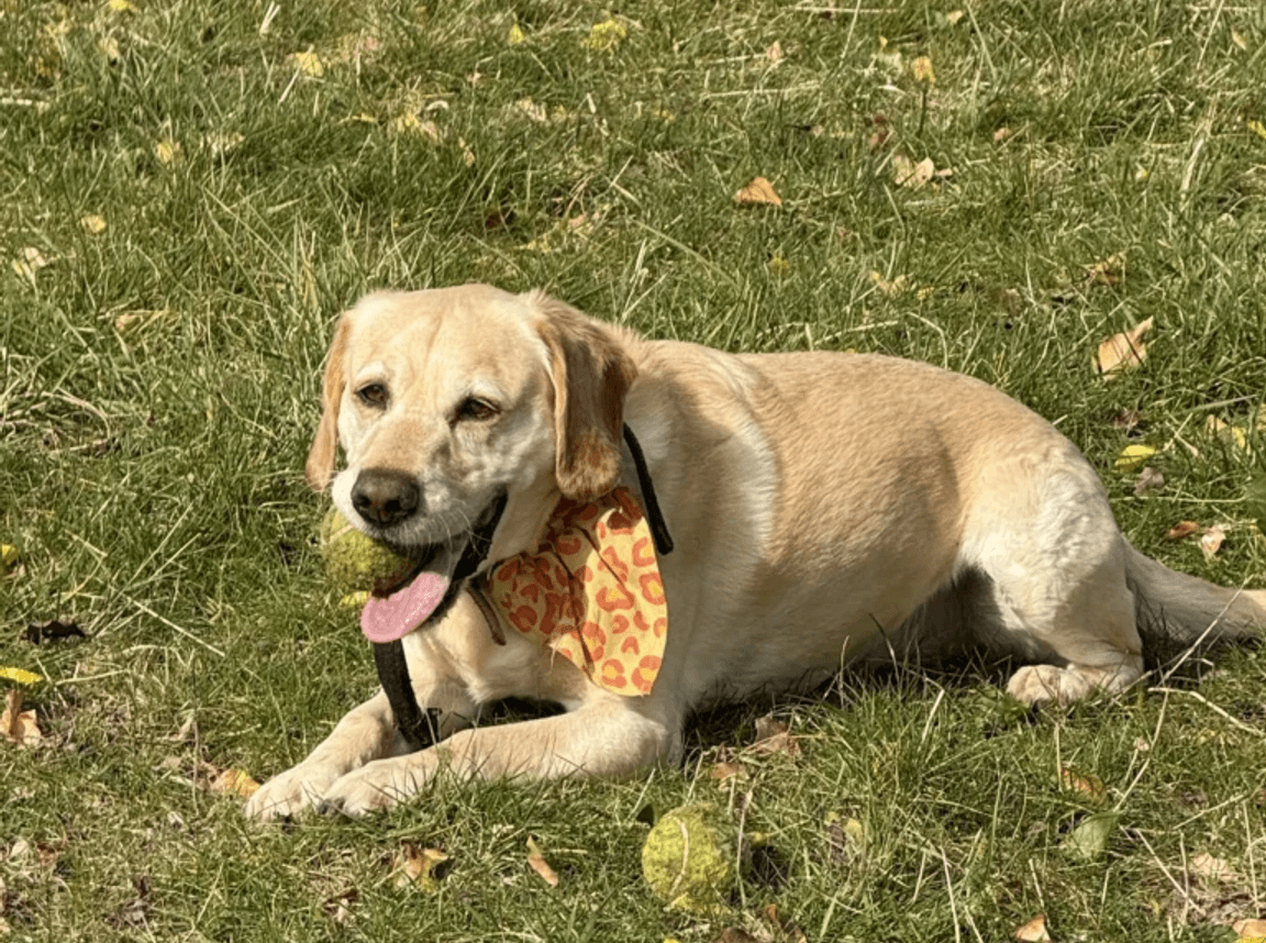 a dog calmly enjoying a nap on a sofa