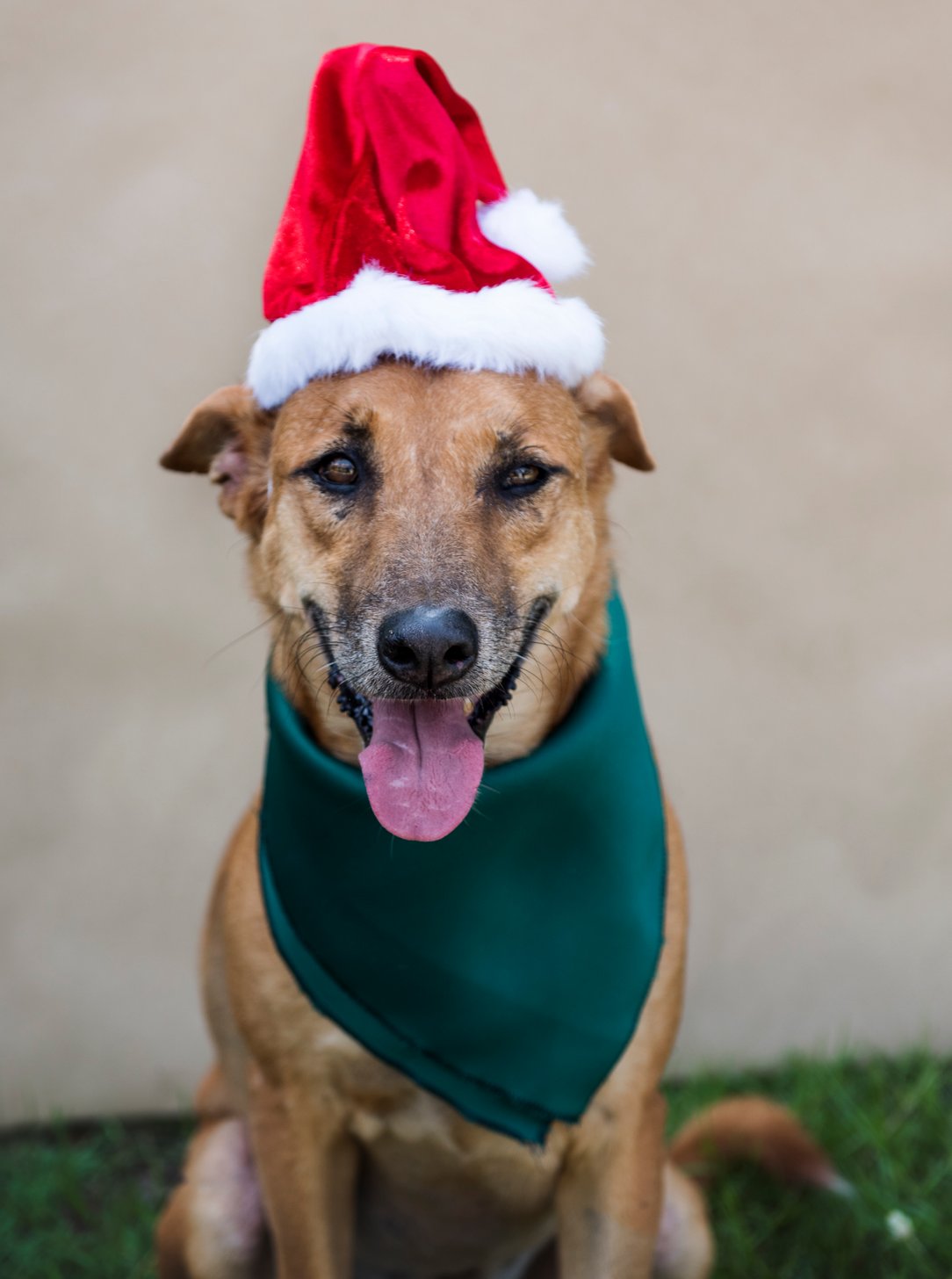 happy dogs at home with Running Paws