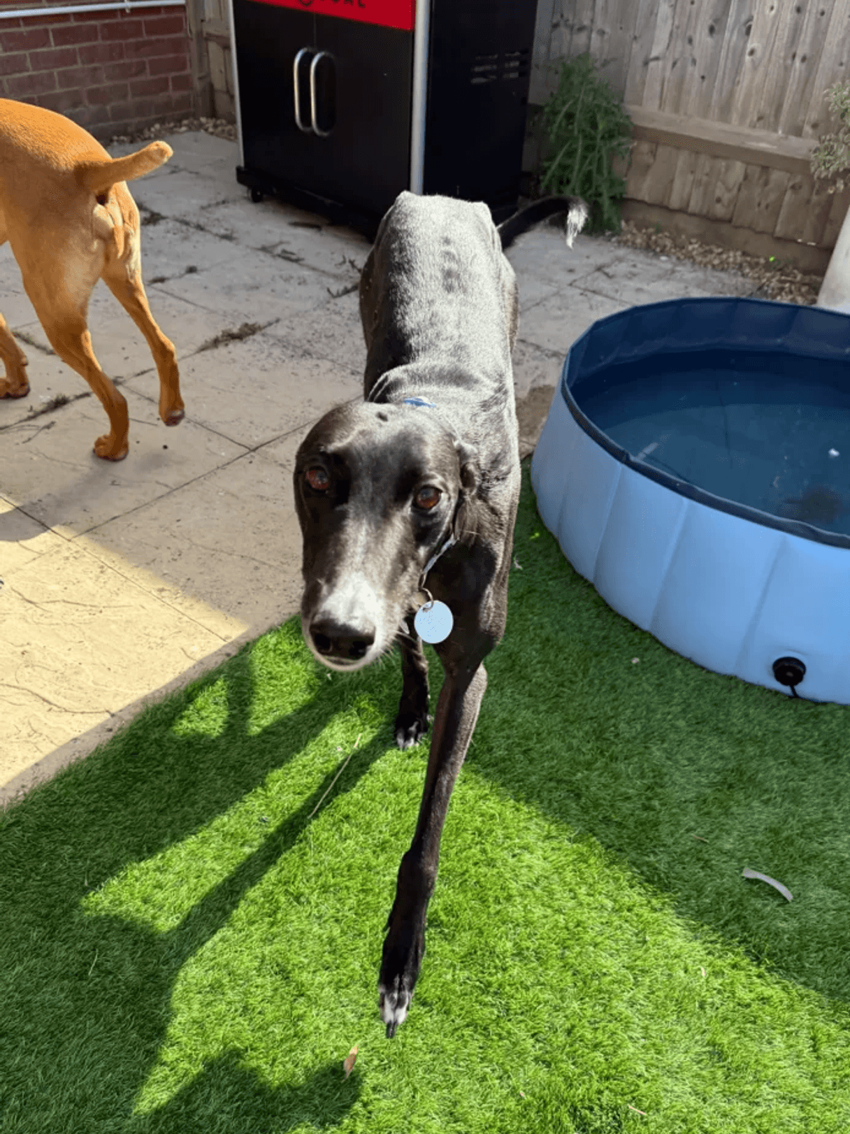 A greyhound looking into the camera