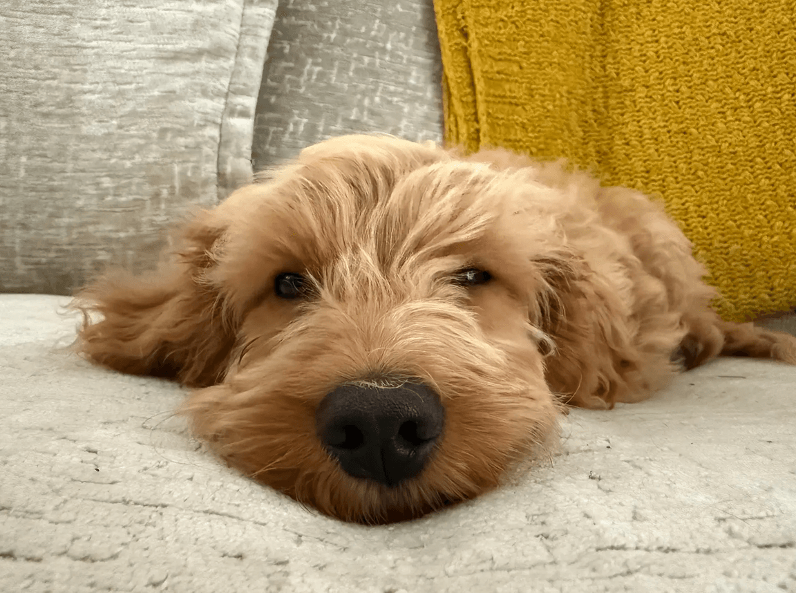 a dog calmly enjoying a nap on a sofa
