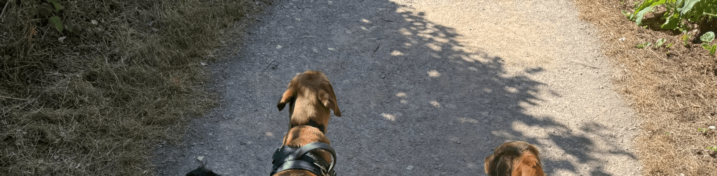 4 dogs on a walk together