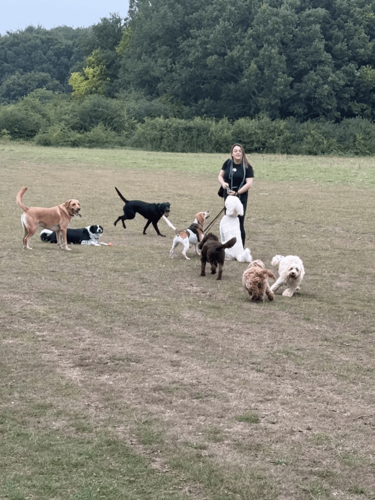 a pack of dogs walked by Running Paws & Fun Retreats