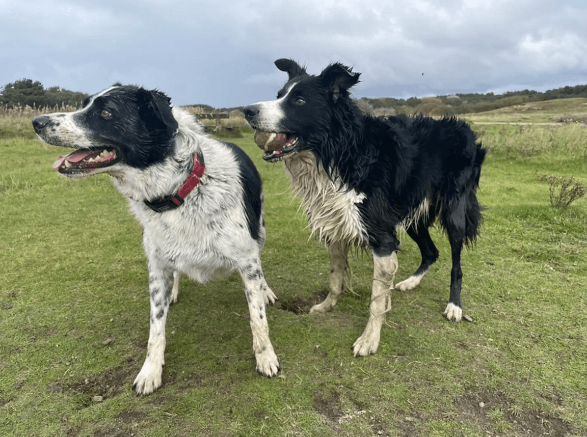 a pair of sheepdogs on a walk with Running Paws & Fun Retreats