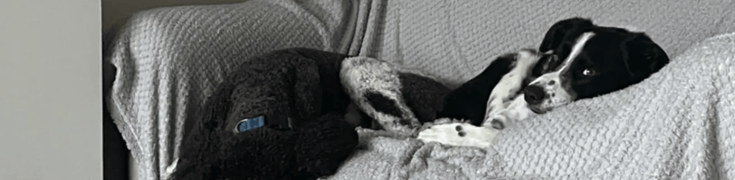 A dog taking a nap on a sofa