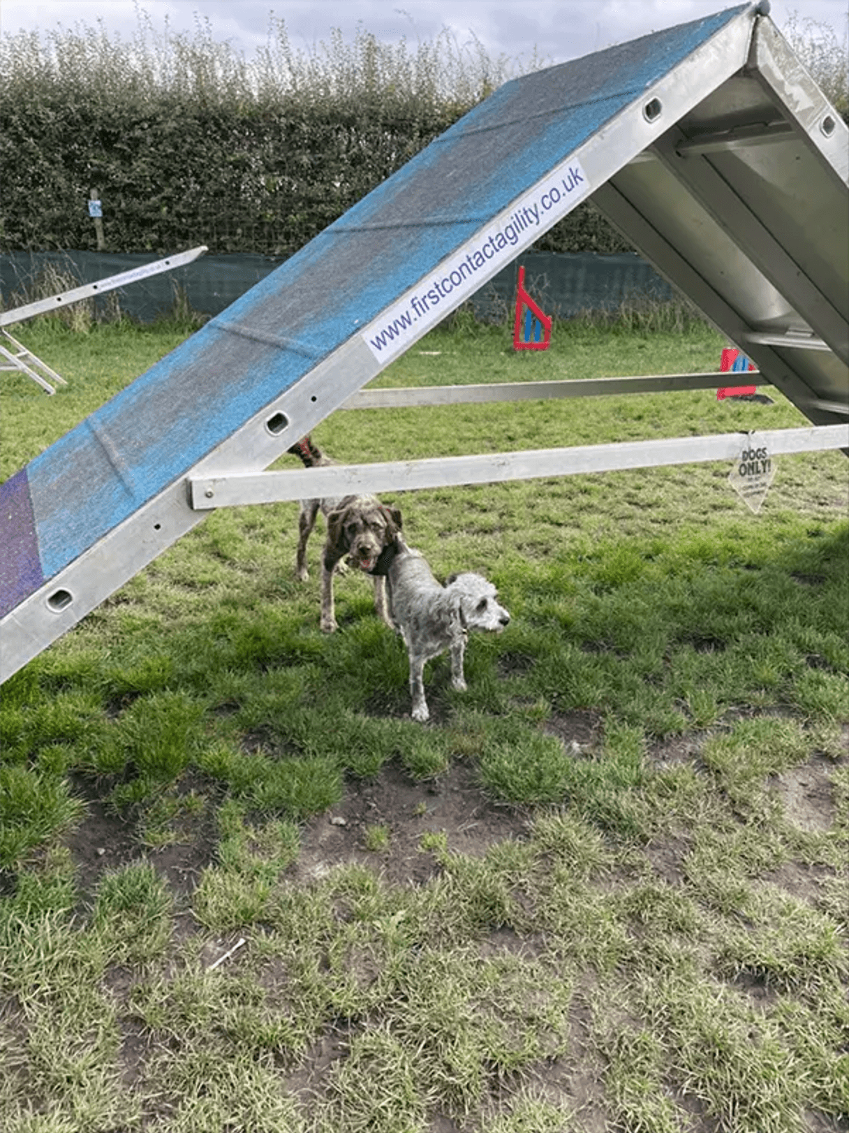 A pair of dogs under an agility obstacle