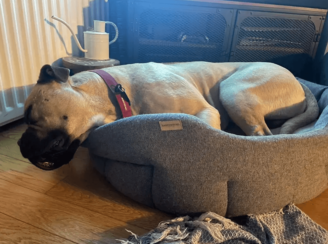 a pair of sheepdogs on a walk with Running Paws & Fun Retreats