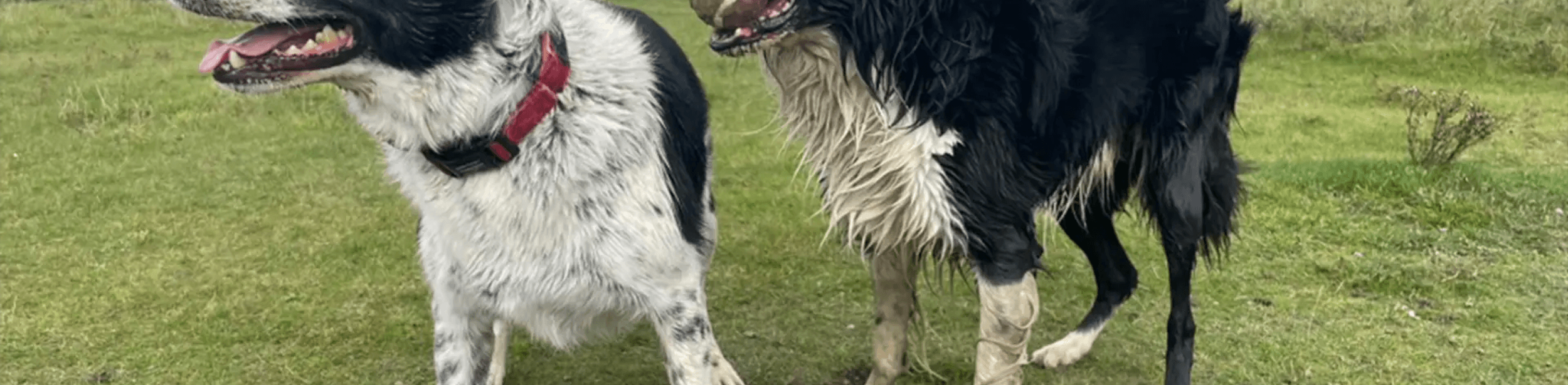Two muddy sheepdogs on a field