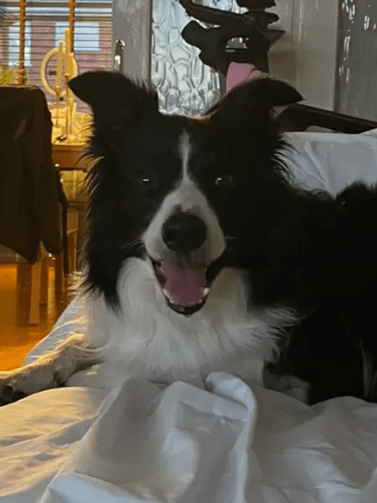 A dog grinning and panting at the camera