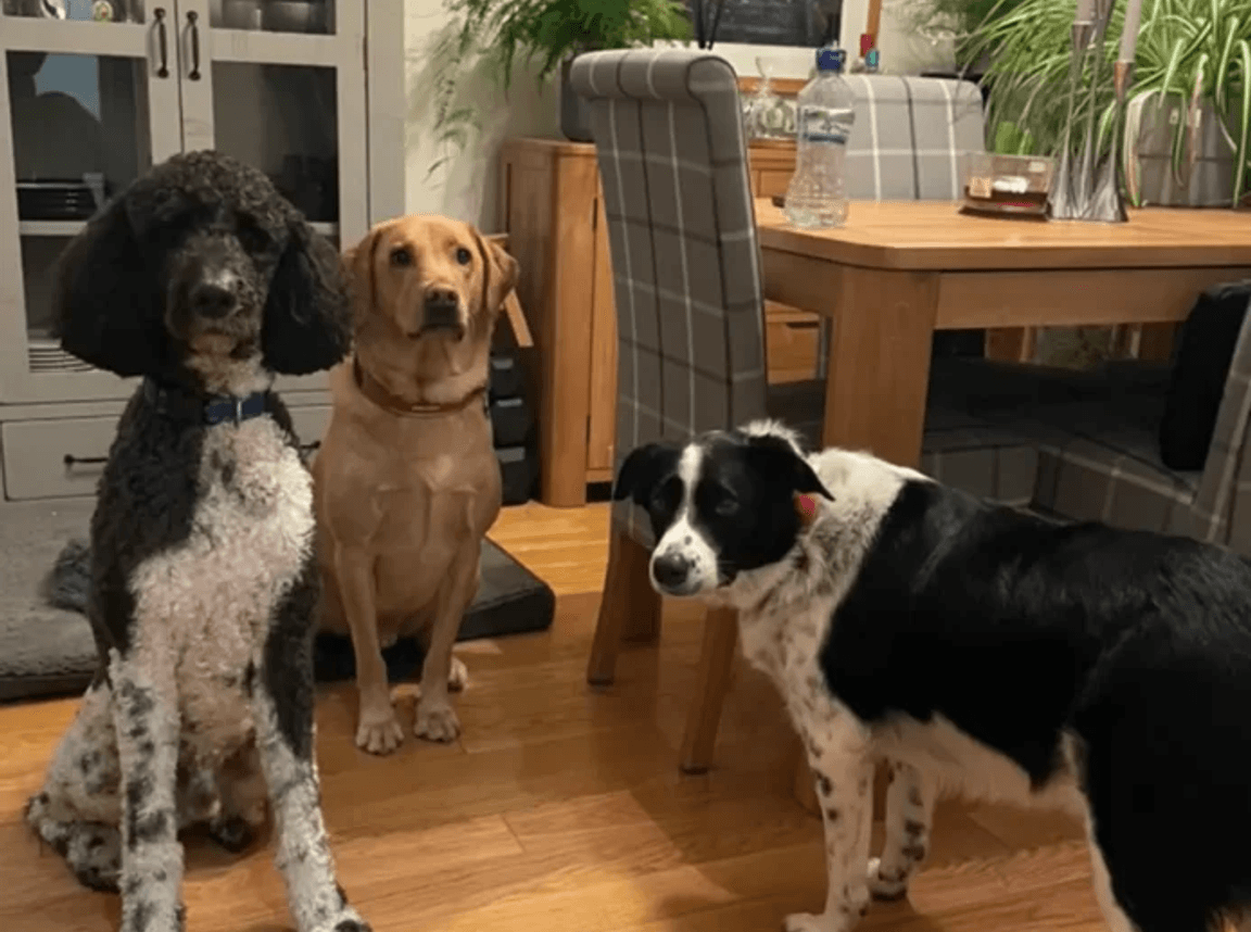 a pair of sheepdogs on a walk with Running Paws & Fun Retreats