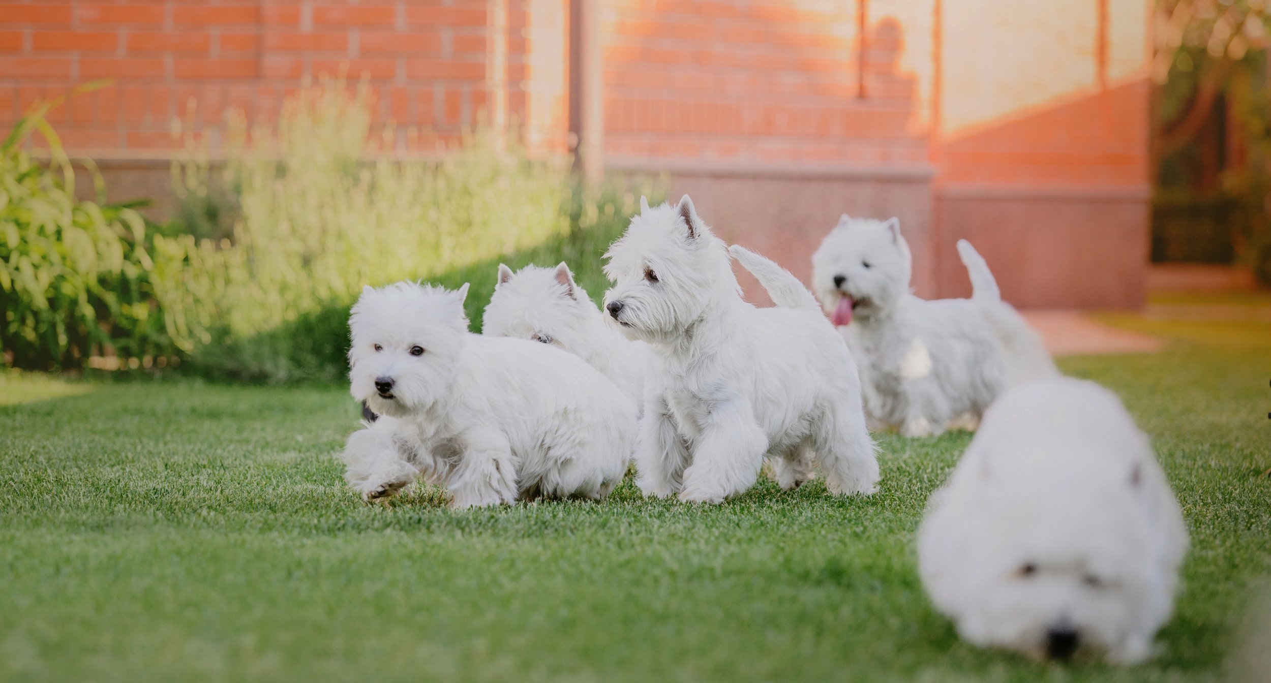 a pack of happy dogs