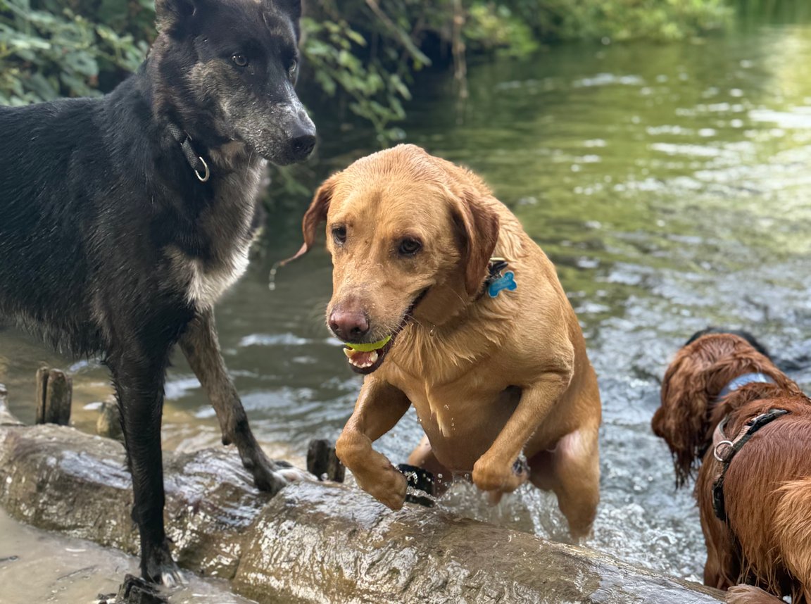 Dogs exploring varied terrain on adventure walk