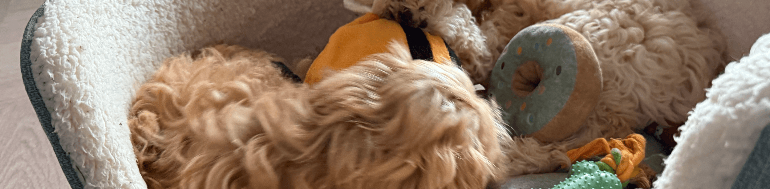 Happy dogs enjoying playtime at Running Paws & Fun Retreats