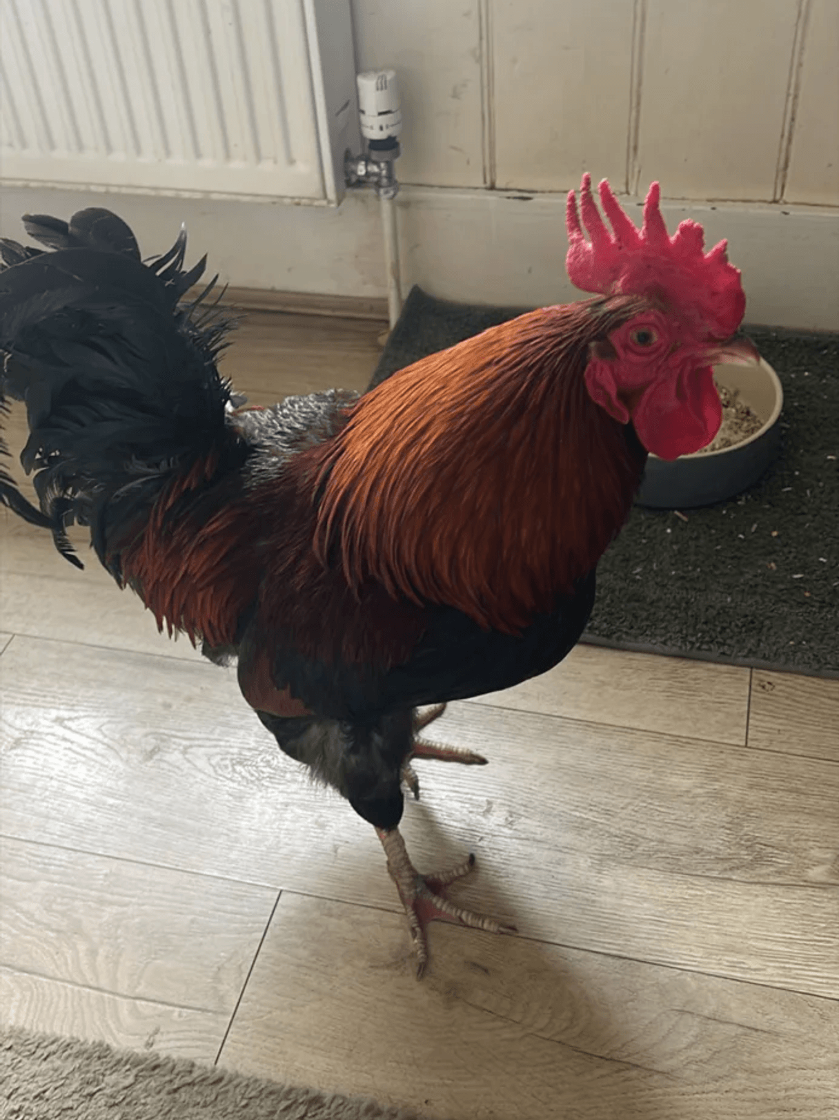 The side of the Running Paws & Fun Retreats van