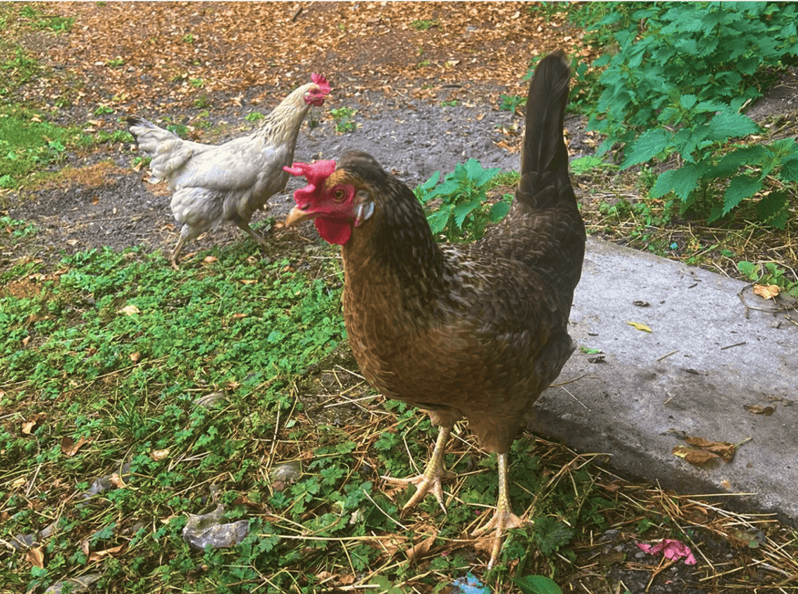 A pair of dogs sat next to the Running Paws & Fun Retreats van