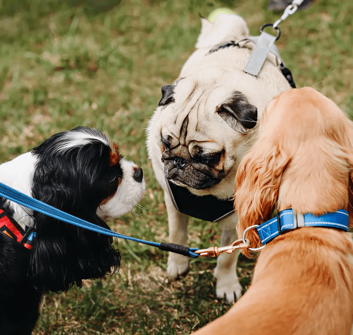 three dogs on a dog walk